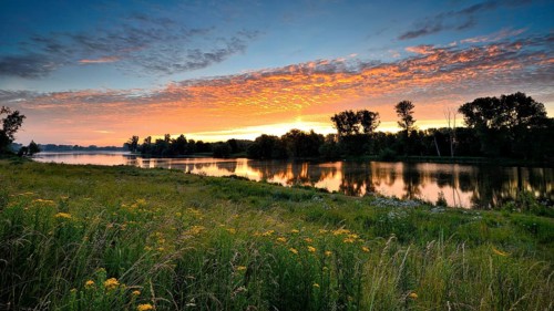 Morning glow on the Altrhein with Jacob's-grass (Senecio jacobaea) and deciduous trees, Xanten,