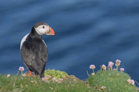 Atlantic Puffin (Fratercula arctica), Iceland