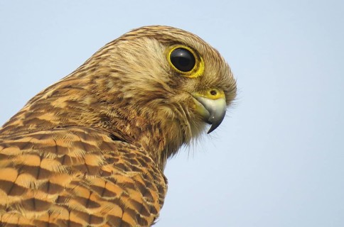 Common Kestrel (Falco tinnunculus) female, Maharashtra, India