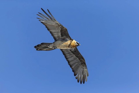 Bearded vulture, lammergeier, (Gypaetus barbatus), Gypaetus barbatus meridionalis, hawk family,