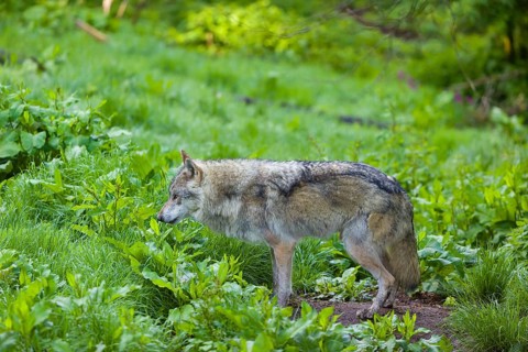 One eurasian gray wolf (Canis lupus lupus) walks over a green meadow in an open forest