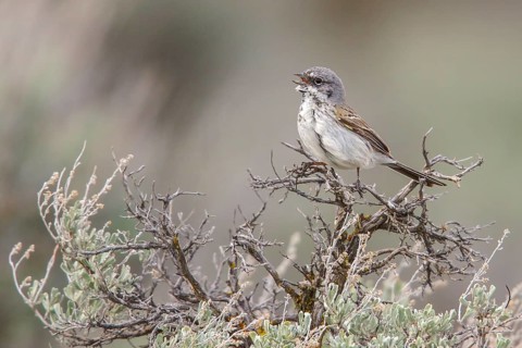 Sagebrush Sparrow (Artemisiospiza nevadensis) perched on a branch in central Washington State, USA