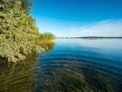 Summer day at the Geiseltalsee, reeds and trees on the shore, blue sky, clear water, Braunsbedra,