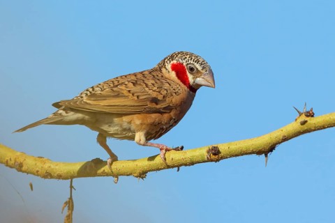 Cut-throat finch (Amadina fasciata), pair, perching station, Road N4 to Kaolack, Firgui, Senegal