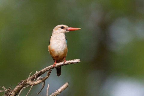 Grey-headed Kingfisher (Halcyon leucocephala), Uganda