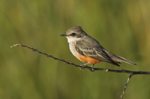Vermilion Flycatcher (Pyrocephalus rubinus), Arizona, USA