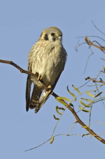American Kestrel (Falco sparverius), Arizona, USA