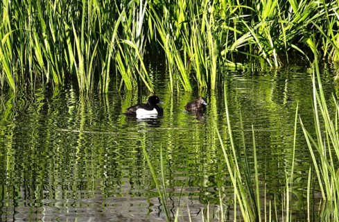 Tufted ducks on a lake, May, Germany