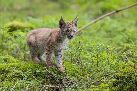 One young (10 weeks old) male Eurasian lynx, (Lynx lynx), standing on a mossy rock on the forest
