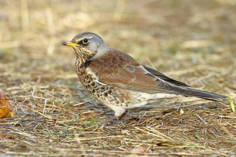 Fieldfare, (Turdus pilaris), in a meadow, animals, birds, family of thrushes, Wilnsdorf, North