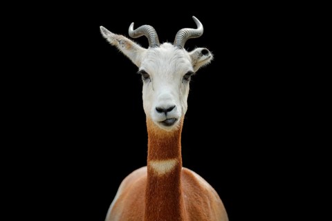 Dama gazelle, addra gazelle, or mhorr gazelle, Nanger dama, detail portrait with horn. Animal from