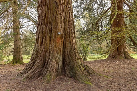 Sequoia trees, giant sequoia (Sequoiadendron giganteum), Batsford Arboretum, Moreton-in-Marsh,