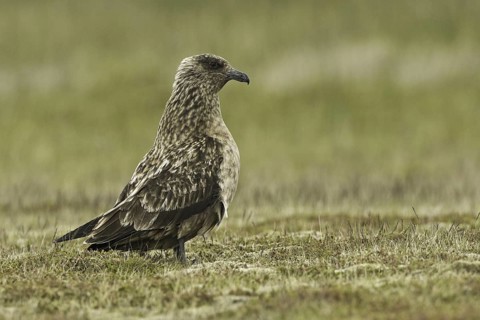 Great Skua (Stercorarius skua), Iceland