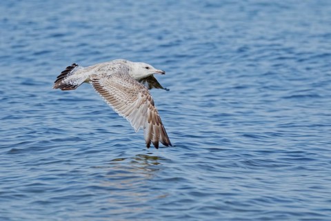 Juvenile herring gull (Larus argentatus) flying low over calm blue sea water with wings fully