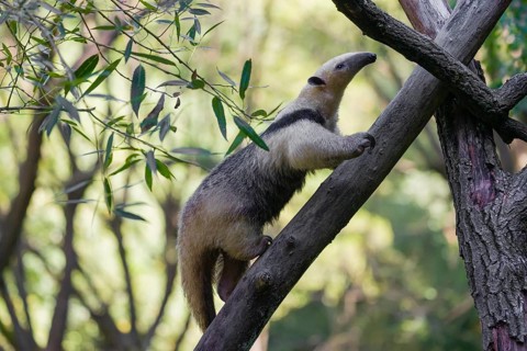 One southern tamandua (Tamandua tetradactyla), climbs up a tree in a forest