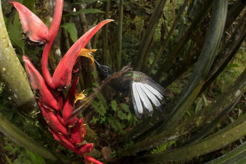 Velvet Purple Coronet at Heliconia flowers. Image taken remotely with a fisheye lens. Mashpi Lodge,