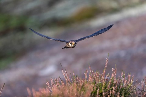 One female red-footed falcon (Falco vespertinus) flying at the edge of a forest. Green vegetation