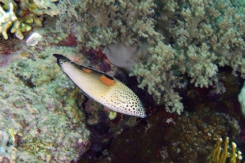 Mirror spot wrasse (Coris aygula)