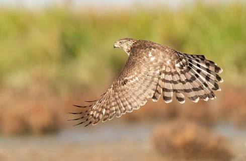 Cooper's Hawk (Accipiter cooperii) flying, Texas, USA