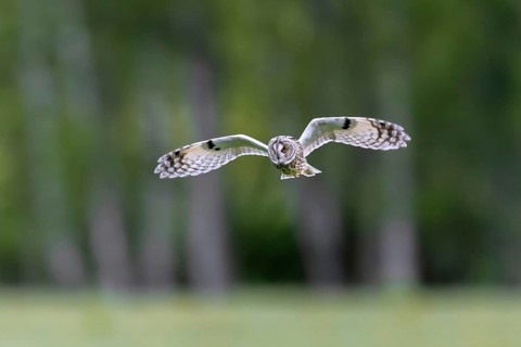 Long-eared owl (Asio otus) in flight over grassland at forest edge, hunting for rodents like mice