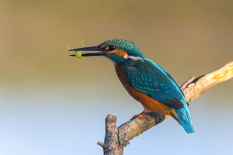 Common Kingfisher (Alcedo atthis) with dragonfly larva prey in its beak, North-Rhine Westphalia,