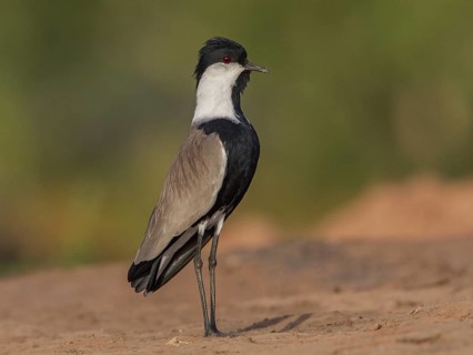 Spur-winged Lapwing (Vanellus spinosus), Gambia