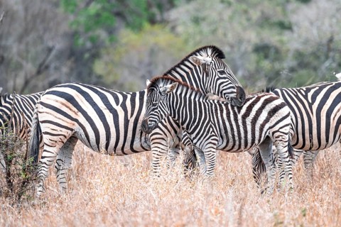 Steppe zebra (Equus quagga), mother and young, herd in dry tall grass, Kruger National Park, South