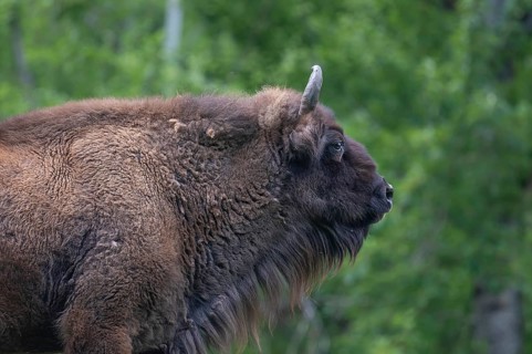 European bison (Bison bonasus) , game park, Bavaria, Germany