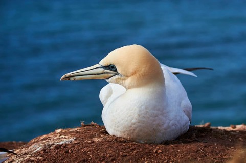 Northern gannet (Morus bassanus) lying on the cliff, wildlife, Helgoland, Germany