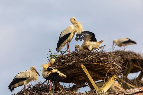 Group of white storks (Ciconia ciconia) on their nests, birds, Affenberg Salem, Linzgau,