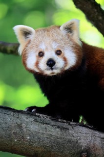 Western Red panda (Ailurus fulgens), adult, on tree, portrait, Himalayas, Central Asia