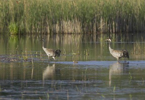 Common Crane (Grus grus), Saxony, Germany