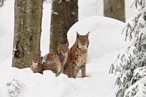 Eurasian lynx (Lynx lynx), mother sitting with cubs in the snow, captive, Germany
