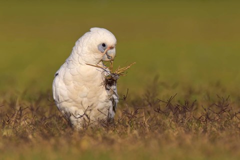 Little Corella (Cacatua sanguinea), Western Australia, Australia