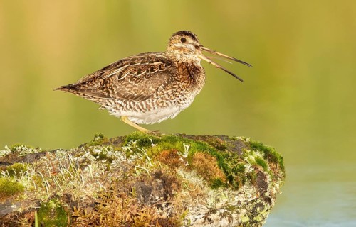 Wilson's Snipe (Gallinago delicata) calling, British Columbia, Canada