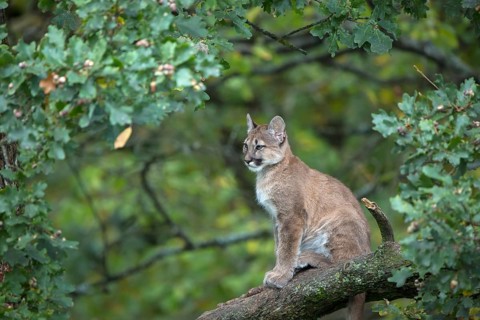 One young cougar, Puma concolor, sitting on a big branch high up in an oak tree