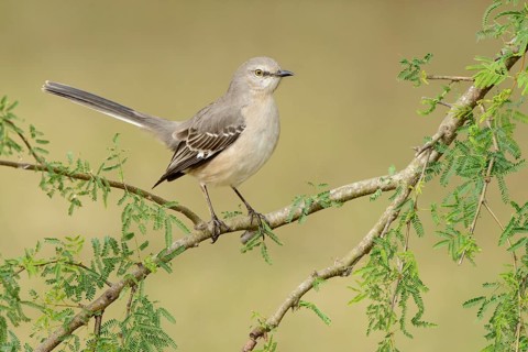Northern Mockingbird (Mimus polyglottos), Texas, USA