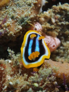 African star snail (Chromodoris africana)