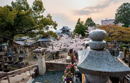 Cemetery and cherry blossom at sunset, Konkai-Komyoji Temple, Kurodanicho, Kyoto, Japan