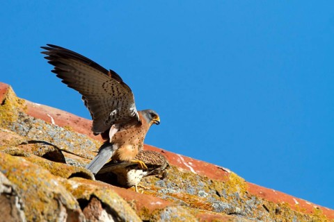 Lesser Kestrel (Falco naumanni) pair mating, Castile-La Mancha, Spain