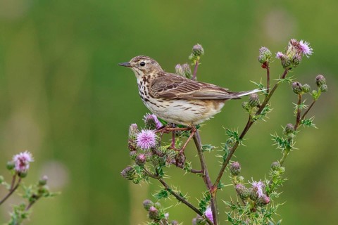 Meadow Pipit (Anthus pratensis) perched on thistle, North Rhine-Westphalia, Germany