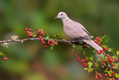 Eurasian Collared Dove (Streptopelia decaocto) - Victoria BC, Canada