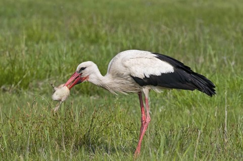 Weissstorch (Ciconia ciconia) White Stork