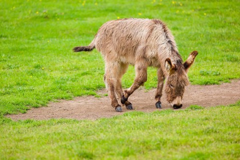 A mixed breed donkey foal takes a dust bath