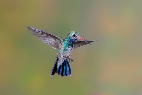 Broad-billed Hummingbird Cynanthus latirostris Tucson, Pima County, Arizona, United States 14 July