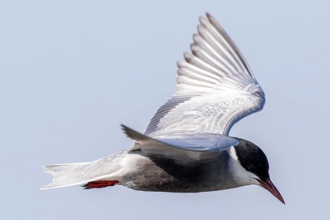 Whiskered Tern (Chlidonias hybrida) flying, Romania