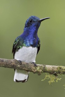 White-necked Jacobin (Florisuga mellivora), Ecuador