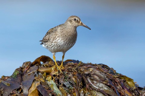 Purple Sandpiper (Calidris maritima), Iceland