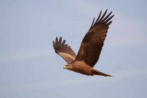 Black Kite (Milvus migrans) flying, Spain