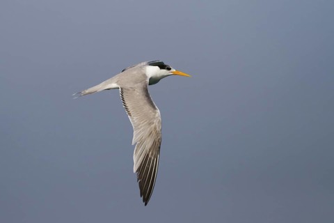 Lesser Crested Tern (Thalasseus bengalensis) flying, Oman
